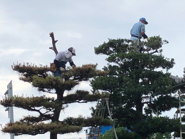 庭木の剪定始まる 自然素材の注文住宅 1000万円 会長ブログ 株式会社明城