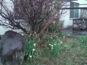 花壇の梅ノ木